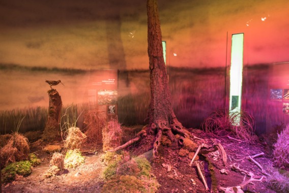 Ein Museum zeigt einen Baumstamm mit freiliegenden Wurzeln, trockenem Gras, Moos und einem präparierten Vogel, der auf einem Baumstumpf hockt, unter farbiger Beleuchtung.