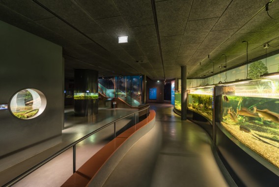 Ein Innenaquarium mit großen Fischbecken, Glasvitrinen, einem geschwungenen Weg und gedämpfter Deckenbeleuchtung.