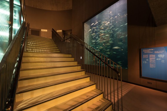 Breite Treppe neben einem großen, mit Fischen gefüllten Aquarium; rechts an der Wand ist ein Informationsdisplay angebracht.