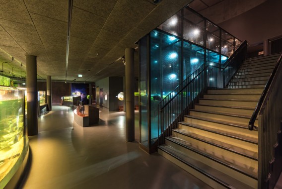 Modernes Interieur einer Aquarienausstellung mit großen Fischbecken, einem Empfangstresen und einer Treppe mit beleuchteten Glasscheiben.