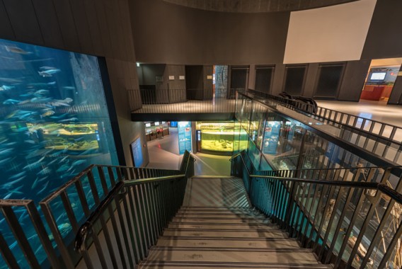 Breites Treppenhaus in einem Innenaquarium, mit einem großen Fischbecken auf der linken Seite und beleuchteten Schaubecken im unteren Bereich.