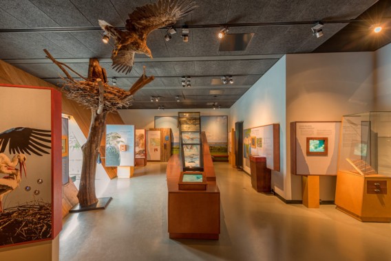 Ausstellungsraum des Museums mit Vogeldisplays, Lehrtafeln, einem großen künstlichen Baum mit Nest und einem schwebenden Adlermodell im Flug über den Exponaten.